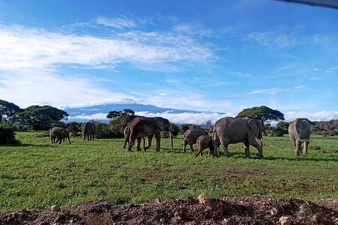 Full Day Tour in Amboseli National Park from Nairobi - Key highlights you should know before you go