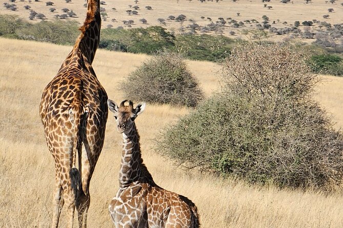 Full Day Tour in Amboseli National Park from Nairobi - 5 am Nairobi pickup, and why the sunrise drive matters