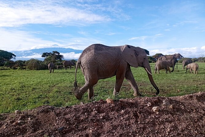 Full Day Tour in Amboseli National Park from Nairobi - The open-roof game drives, Big Five hopes, and what to manage in your head