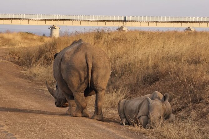 Full Day Tour in Amboseli National Park from Nairobi - Afternoon game drive, then a Maasai village visit for real context
