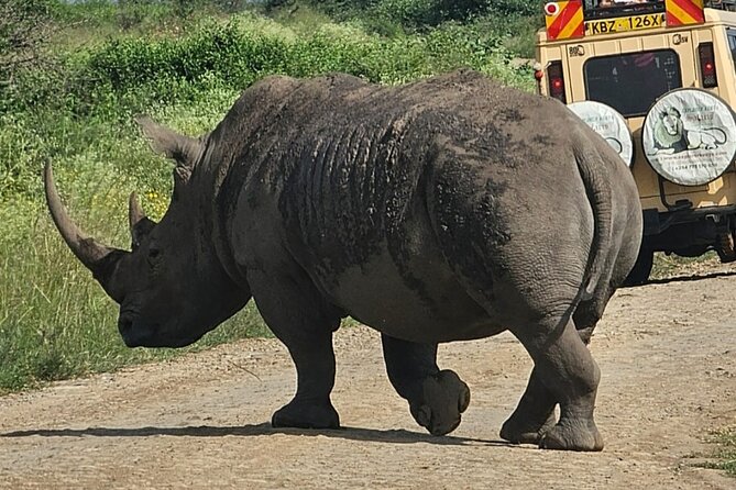 Full Day Tour in Amboseli National Park from Nairobi - Price and value: $140 plus the $60 park fee, and what you actually get