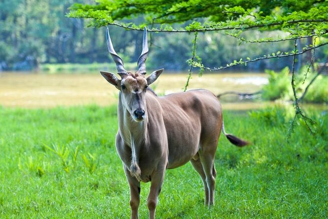 Full day tour in Mombasa - A full-day Mombasa loop that mixes Fort Jesus, Old Town, tusks, crafts, and animals