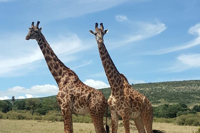 Full Day Tour to Amboseli National Park - Key highlights at a glance