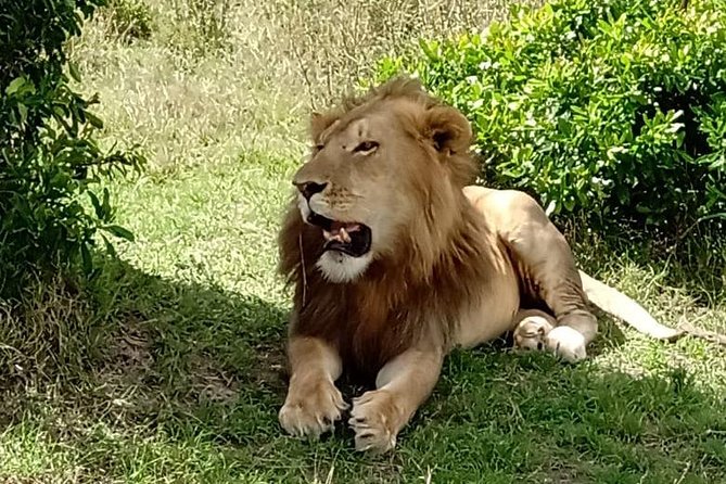 Full Day Tour to Amboseli National Park - Why Amboseli safari days feel worth the long drive