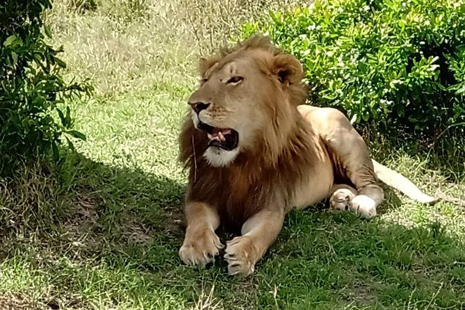 Full Day Tour to Amboseli National Park - Entering Amboseli at 9 am: your morning game drive