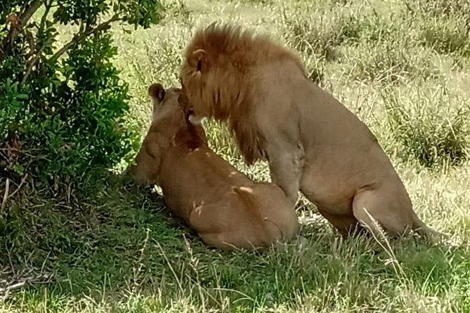 Full Day Tour to Amboseli National Park - Observation hill and how to maximize wildlife viewing