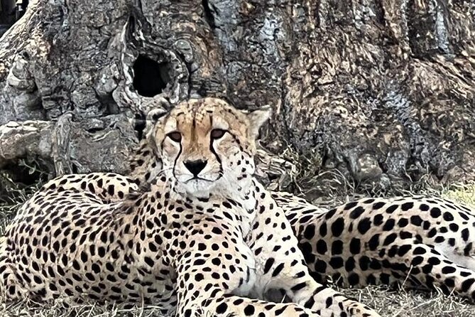 Full Day Tour to Amboseli National Park - Reading Amboseli’s habitats: dried lake bed, sulphur wetlands, savannah, woodlands
