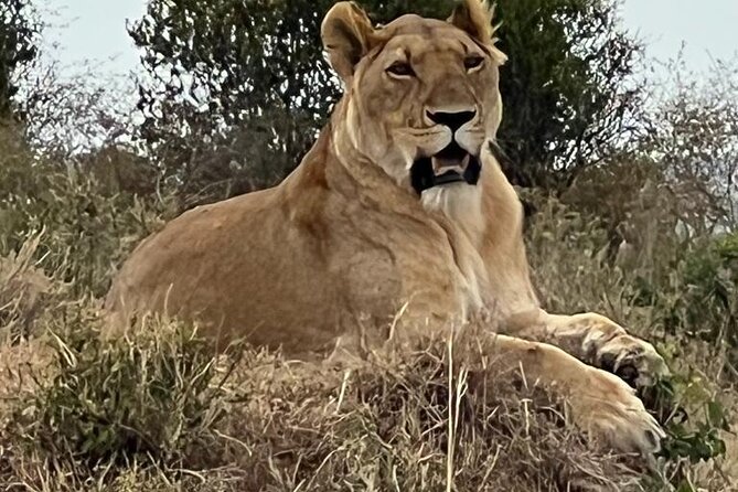 Full Day Tour to Amboseli National Park - Price and value: is $590 per person a good deal?