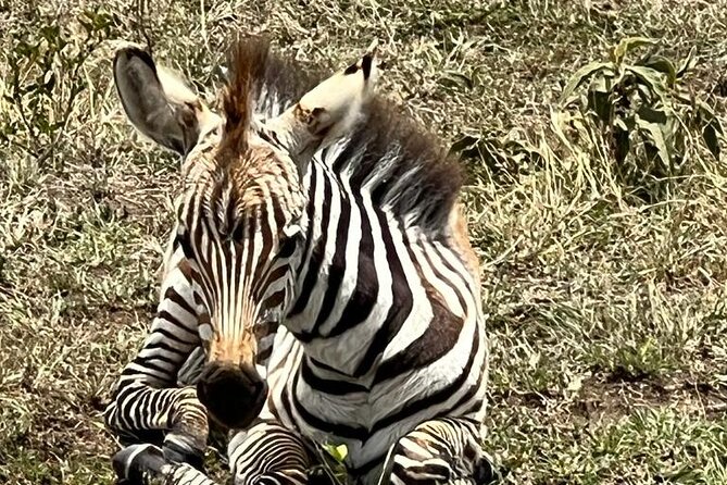 Full Day Tour to Amboseli National Park - Private tour rhythm: why a small group changes the day