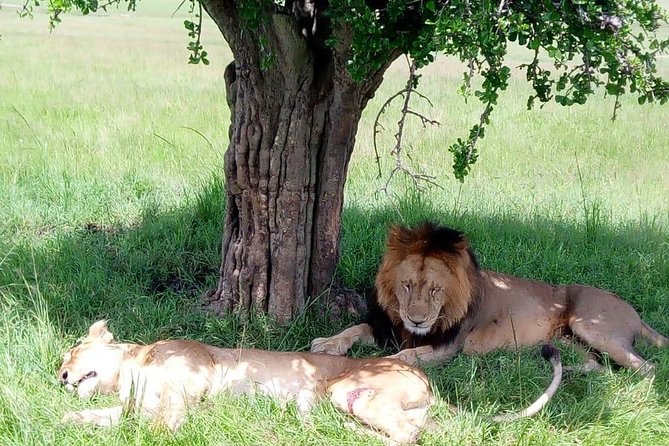 Full Day Tour to Amboseli National Park - Nairobi pickup and the 4-hour drive, what to expect