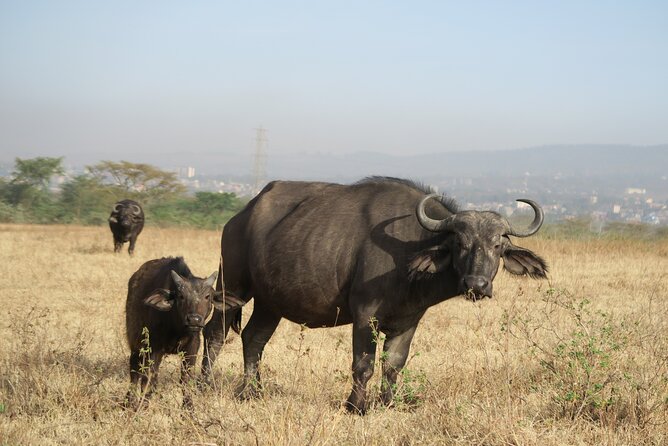 Full Day tour to Lake Nakuru National Park From Nairobi - Morning pickup, the Rift Valley viewpoint, and the drive to Nakuru