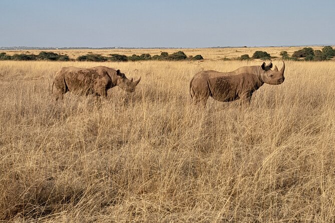 Full Day tour to Lake Nakuru National Park From Nairobi - Lunch timing and staying comfortable during a long wildlife day