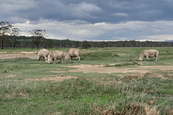 Full Day tour to Lake Nakuru National Park From Nairobi - The afternoon transfer to Lake Naivasha, plus another chance to spot animals