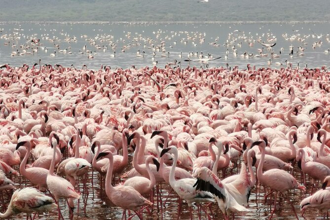 Full Day tour to Lake Nakuru National Park From Nairobi - The 4-hour game drive at Lake Nakuru National Park
