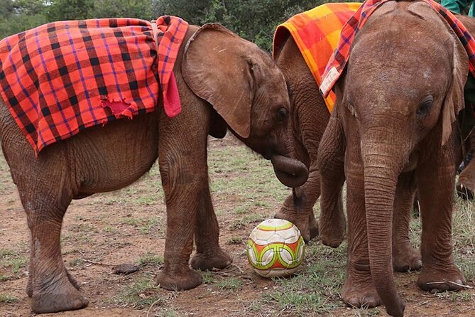 Giraffe Center and David Sheldrick Elephant Orphanage Day Tour from Nairobi - Price and Logistics: What $95 Covers, and What Can Add Up