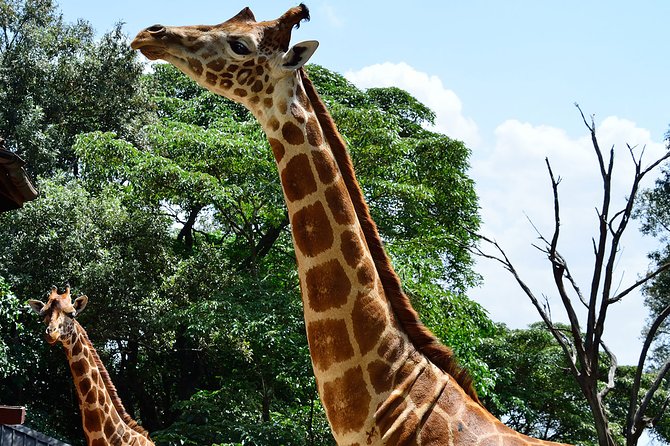 Giraffe Center and David Sheldrick Elephant Orphanage Day Tour from Nairobi - Kazuri Beads Factory: Clay Craft, Bead Making, and a Creative Shift From Animals
