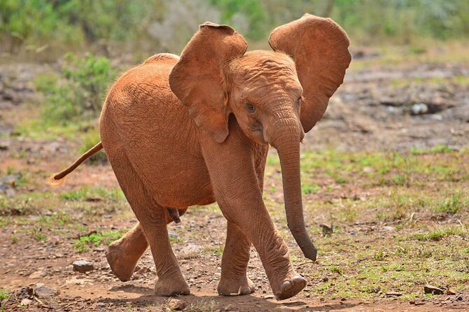 Giraffe Center and David Sheldrick Elephant Orphanage Day Tour from Nairobi - Timing Tips: How to Make the Day Feel Smooth Instead of Rushed