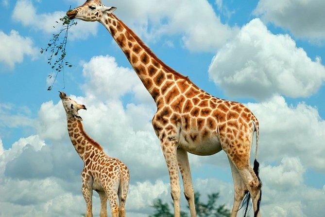 Giraffe Center and David Sheldrick Elephant Orphanage Day Tour from Nairobi - Who This Tour Suits Best (And Who Might Want Something Else)