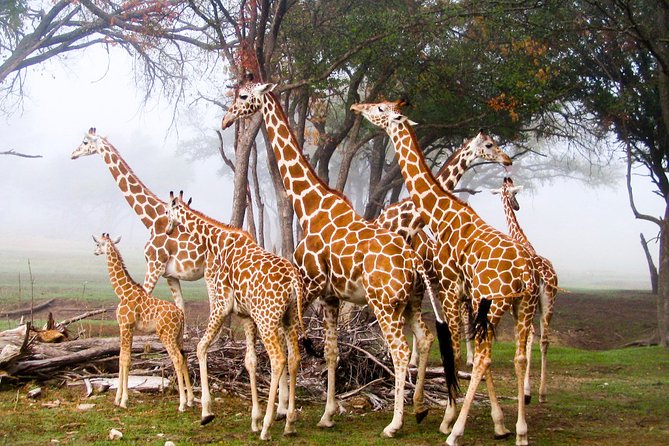 Giraffe Center and David Sheldrick Elephant Orphanage Day Tour from Nairobi - Should You Book This Nairobi Tour?