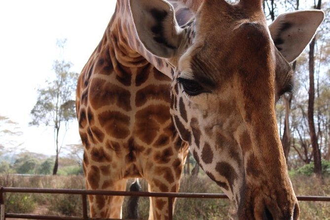 Giraffe Center and David Sheldrick Elephant Orphanage Tour - A Nairobi morning that actually runs on rails: pickup, group size, and pacing