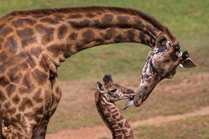 Giraffe Center and David Sheldrick Elephant Orphanage Tour - The real cost of the trip: $95 base plus the $45 park fee