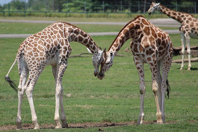 Giraffe Center and David Sheldrick Elephant Orphanage Tour - Who should book this tour, and who might skip it
