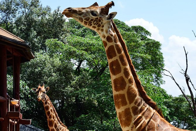 Giraffe Center and David Sheldrick Elephant Orphanage Tour - Should you book the Giraffe Centre, Sheldrick, and Kazuri day?