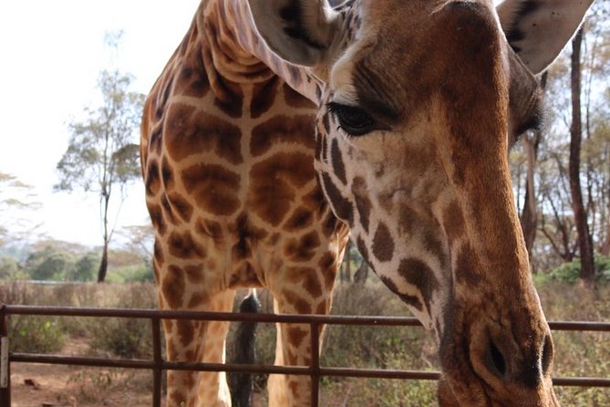 Giraffe Center and David Sheldrick Elephant Orphanage Tour - Giraffe Centre: Daisy Rothschild, close feeding, and the Gogo River trail walk