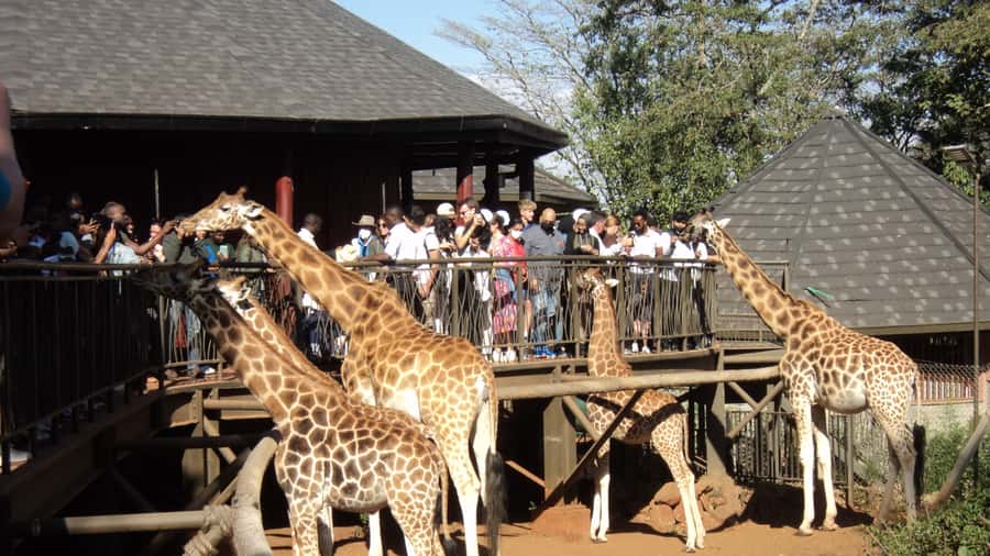 Giraffe Center and Karen Blixen Museum Tour from Nairobi - What Makes the Giraffe Center and Karen Blixen Combo So Good in Nairobi