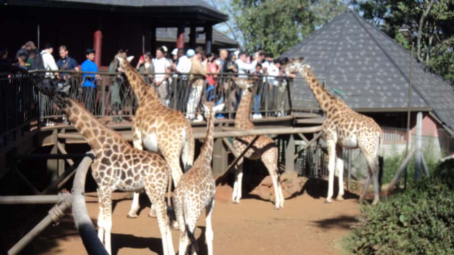 Giraffe Center and Karen Blixen Museum Tour from Nairobi - Karen Blixen Museum: A Guided Walk Through 1917 to 1931