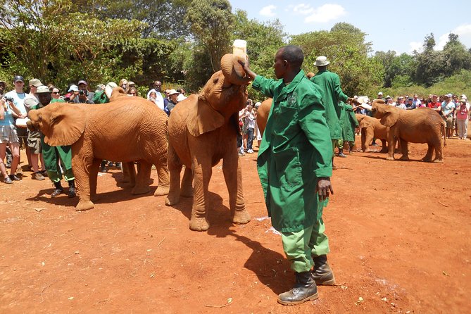 Giraffe center, Elephant Orphanage and Beads Center - A Nairobi day that links giraffes, baby elephants, and beads