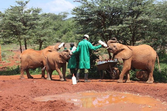 Giraffe center, Elephant Orphanage and Beads Center - Kazuri or KOBE beads factory: clay, pottery, and a social mission