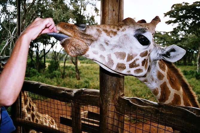 Giraffe center, Elephant Orphanage and Beads Center - Price and value: what $115 gets you, and what extra may apply