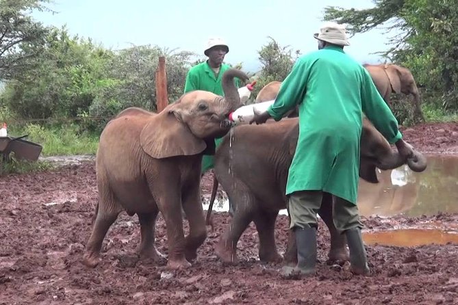 Giraffe center, Elephant Orphanage and Beads Center - What small-group really means for your day