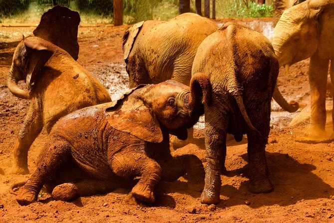 Giraffe center, Elephant Orphanage and Beads Center - Who this tour suits best, and who might want a different plan