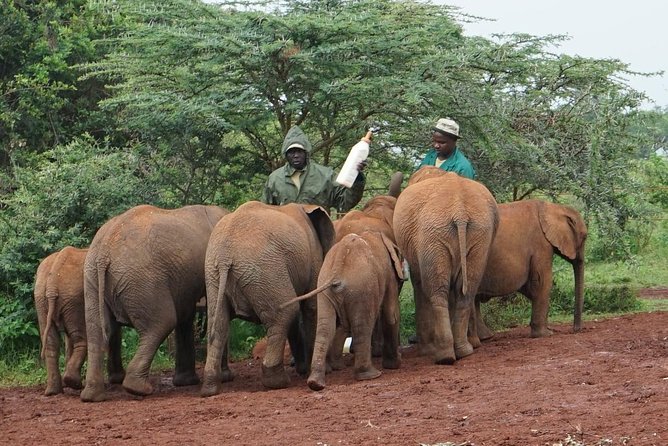 Giraffe center, Elephant Orphanage and Beads Center - Should you book this giraffes, elephants, and beads day?