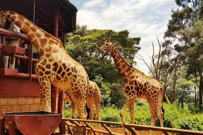 Giraffe center, Elephant Orphanage and Beads Center - Sheldrick Wildlife Trust and the 11AM to noon elephant window