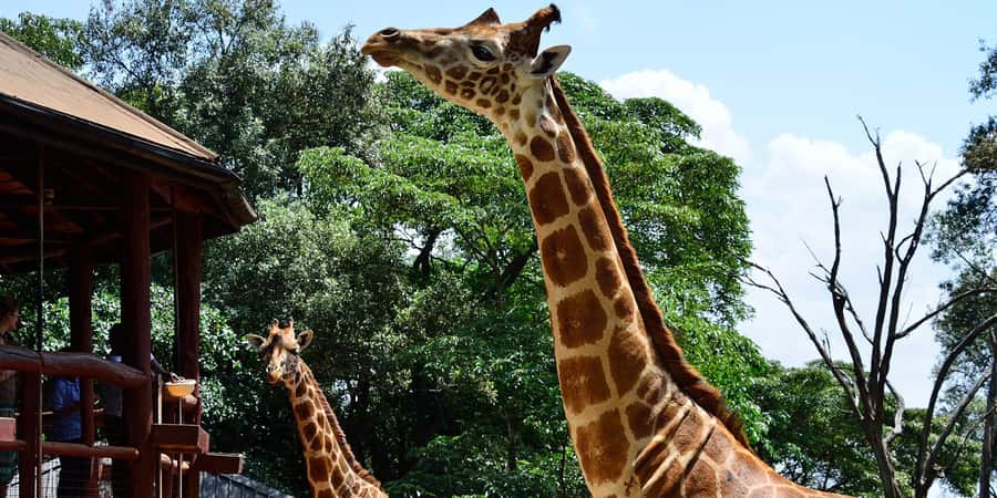 Giraffe Center, Elephant Orphanage and Bomas of Kenya Tour - Group size, timing, and the reality of van days