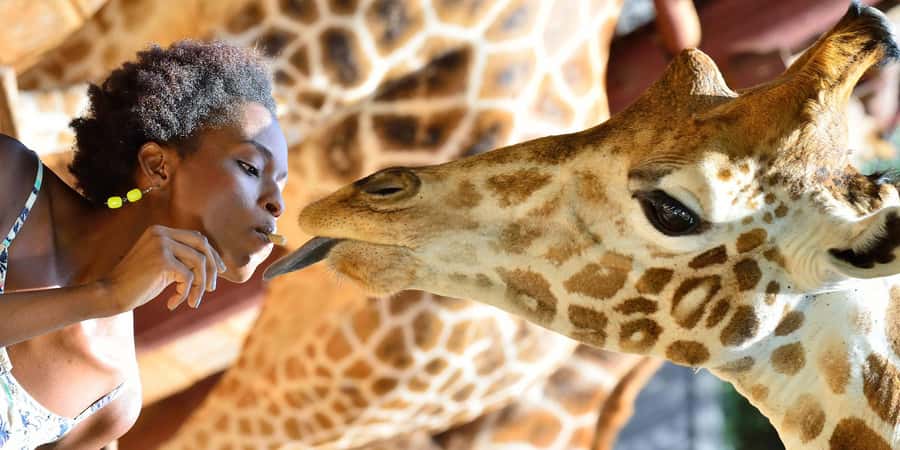 Giraffe Center, Elephant Orphanage and Bomas of Kenya Tour - Giraffe Centre: eye-to-eye with Rothschild’s giraffes and the conservation angle