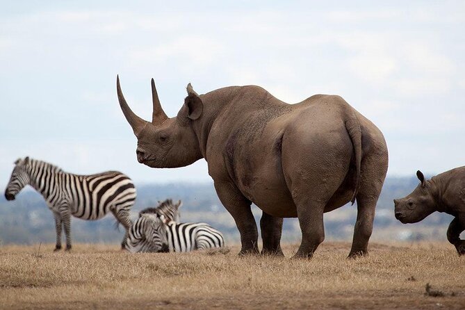 Giraffe Center, Elephant Orphanage and Nairobi National Park Day Tour Nairobi - A Full-Day Nairobi Wildlife Mix: What the 10 Hours Really Feels Like