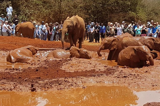 Giraffe Center, Elephant Orphanage, Beads Center & Bomas of Kenya Tour Nairobi - The real price check: $135 plus the $45 national park add-on