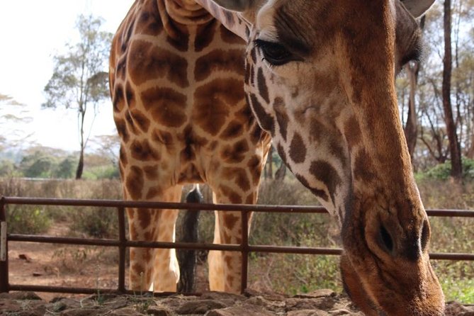 Giraffe Center, Elephant Orphanage, Beads Center & Bomas of Kenya Tour Nairobi - Door-to-door transfers and guides: the difference between a ride and a day