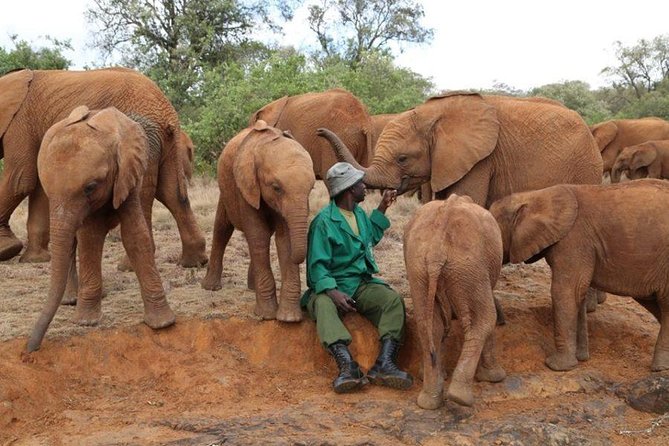 Giraffe Center, Elephant Orphanage, Beads Center & Bomas of Kenya Tour Nairobi - Who this tour suits best, and who might want to rethink it