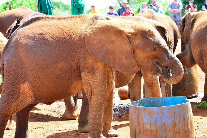Giraffe Center & Elephant Orphanage Guided Day Tour - Nairobi pick up and a tight, 6-hour plan that actually works