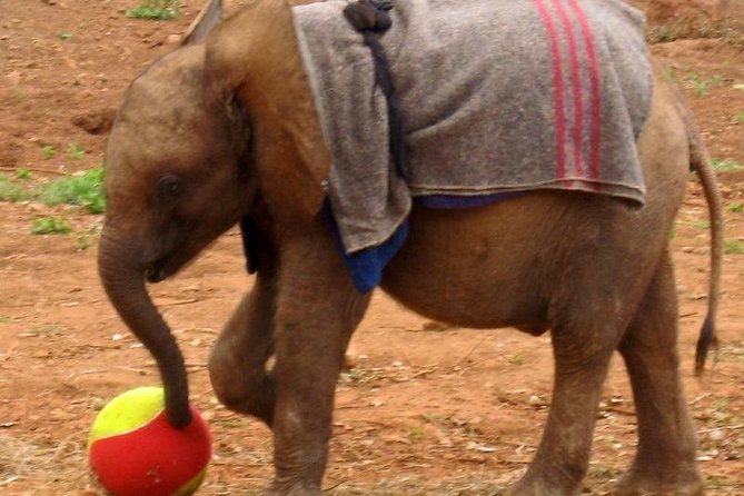 Giraffe Center & Elephant Orphanage Guided Day Tour - David Sheldrick Elephant Orphanage: the daily 11am to 12pm milk-feeding walk