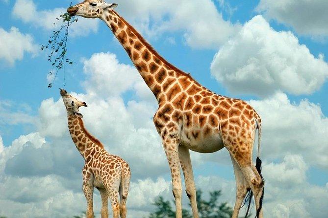 Giraffe Center & Elephant Orphanage Guided Day Tour - Photography, pacing, and how to stay respectful without losing the fun