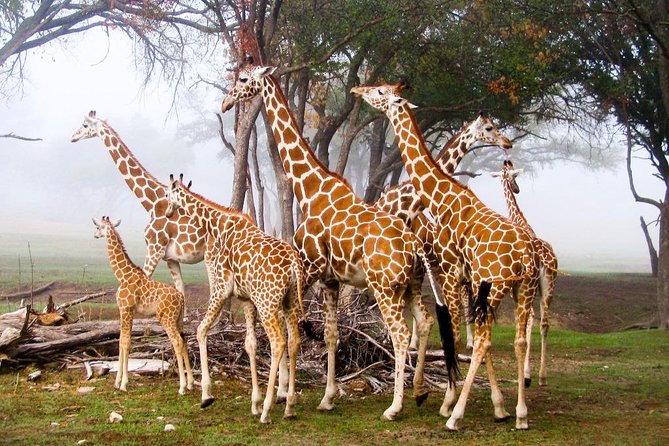 Giraffe Center & Elephant Orphanage Guided Day Tour - Who this tour fits best, and who might want to plan differently