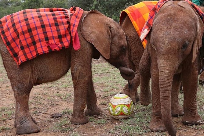 Giraffe Center & Elephant Orphanage Guided Day Tour - The guide experience: why good explanations change everything