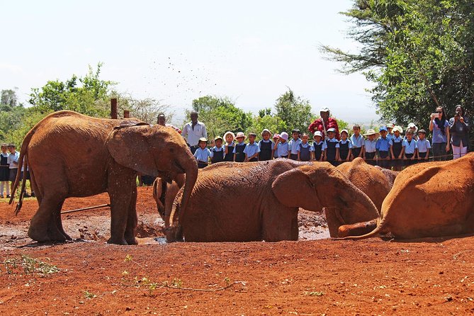 Giraffe Center & Elephant Orphanage Guided Day Tour From Nairobi - Giraffe Centre: Daisy Rothschild’s rescued story and your feeding moment