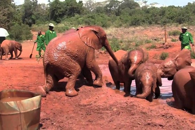 Giraffe Center & Elephant Orphanage Guided Day Tour From Nairobi - Sheldrick Wildlife Trust at the baby elephant milk window
